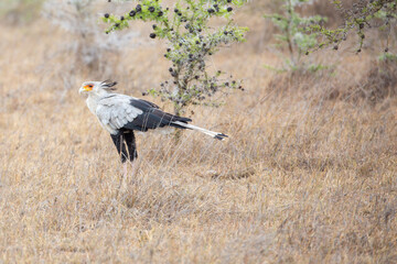 Secretary bird (Sagittarius serpentarius), Kenya.	