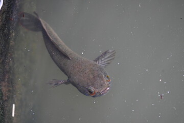 Snakehead or Channa orientalis Fish inside the water. 
Channa is a genus of predatory fish in the family channidae, native to fresh water habitats in asia. Asiatic Snakehead is a freshwater fish.
