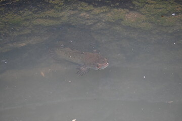 Snakehead or Channa orientalis Fish inside the water. 
Channa is a genus of predatory fish in the family channidae, native to fresh water habitats in asia. Asiatic Snakehead is a freshwater fish.
