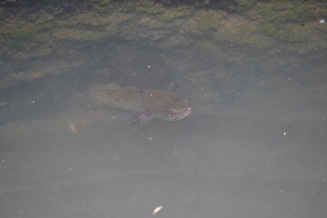 Snakehead or Channa orientalis Fish inside the water. 
Channa is a genus of predatory fish in the family channidae, native to fresh water habitats in asia. Asiatic Snakehead is a freshwater fish.
