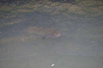 Snakehead or Channa orientalis Fish inside the water. 
Channa is a genus of predatory fish in the family channidae, native to fresh water habitats in asia. Asiatic Snakehead is a freshwater fish.
