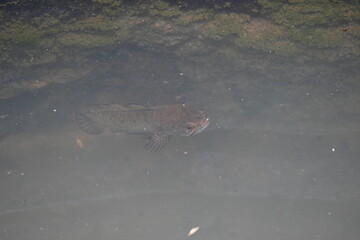 Snakehead or Channa orientalis Fish inside the water. 
Channa is a genus of predatory fish in the family channidae, native to fresh water habitats in asia. Asiatic Snakehead is a freshwater fish.
