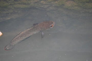 Snakehead or Channa orientalis Fish inside the water. 
Channa is a genus of predatory fish in the family channidae, native to fresh water habitats in asia. Asiatic Snakehead is a freshwater fish.
