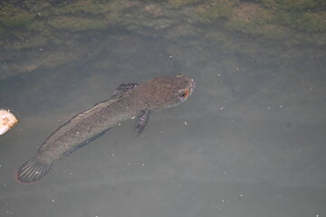 Snakehead or Channa orientalis Fish inside the water. 
Channa is a genus of predatory fish in the family channidae, native to fresh water habitats in asia. Asiatic Snakehead is a freshwater fish.
