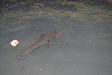 Snakehead or Channa orientalis Fish inside the water. 
Channa is a genus of predatory fish in the family channidae, native to fresh water habitats in asia. Asiatic Snakehead is a freshwater fish.
