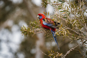 Crimson Rosella Perched on a Branch in the Australian Bushland