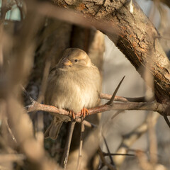 portrait of a sparrow