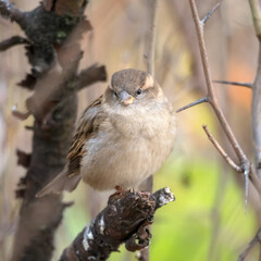 portrait of a sparrow on a branch