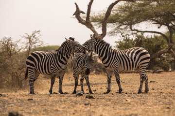 Three Zebras (Equus quagga) near a waterhole. Kenya.	