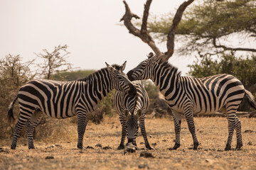 Three Zebras (Equus quagga) near a waterhole. Kenya.	