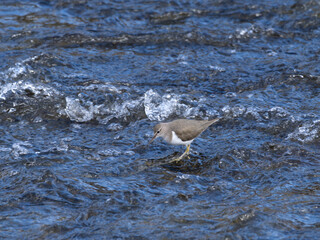 川の浅瀬のイソシギ