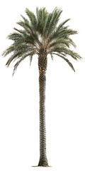 Isolated palm tree on a transparent background. Perfect for architectural renderings, landscape...