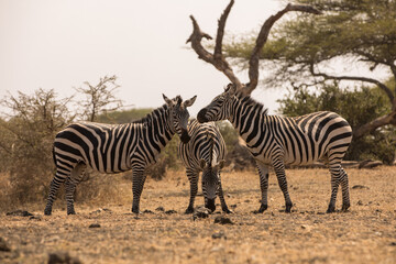 Three Zebras (Equus quagga) near a waterhole. Kenya.	