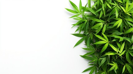 Obraz premium Vibrant green cannabis leaves arranged on a white background, creating a natural and refreshing border. The image is ideal for medical, health, or