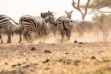A heard of Zebras (Equus quagga) drinking at a waterhole. Kenya.	