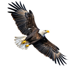 Fototapeta premium Isolated Bald Eagle with Full Wingspan in Flight