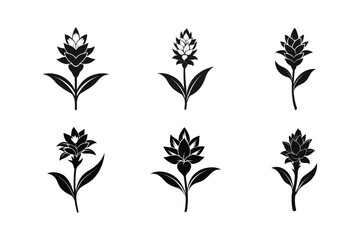 Tuberose (Polianthes tuberosa) silhouette vector illustration