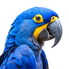 Fototapeta premium Blue and yellow hyacinth macaw parrot isolated on transparent background