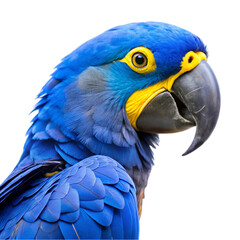 Obraz premium Blue and yellow hyacinth macaw parrot isolated on transparent background