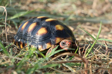 Cute small baby Red-foot Tortoise in the nature,The red-footed tortoise (Chelonoidis carbonarius) is a species of tortoise from northern South America