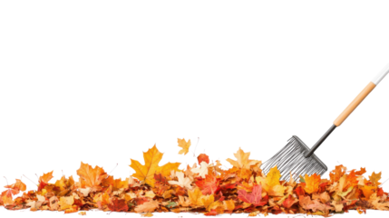 raking autumn leaves isolated on white background