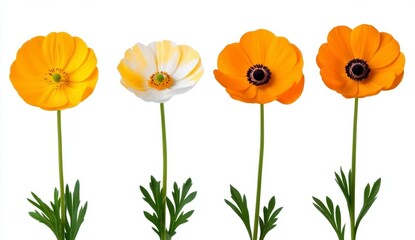 Obraz premium Four flowers with vibrant orange and creamy white petals, green stems, and leaves, set against a bright white background. Detailed close up