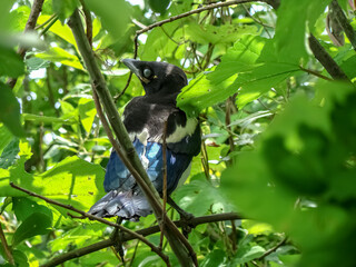 An adult magpie chick among the branches of a bush on a clear sunny spring day.