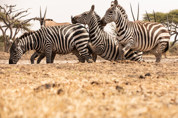 A heard of Zebras (Equus quagga) drinking at a waterhole. Kenya.	