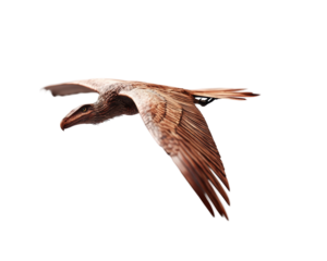 Isolated Detailed Replica of Archaeopteryx Soaring in Flight