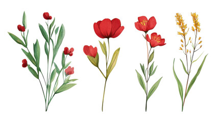 Fototapeta premium red spring flowers illustration watercolor isolated on white background