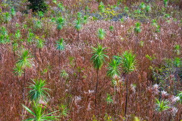 Aerial View of Dwarf Palmetto Plants Growing in Brown Grass Field