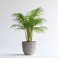 Obraz premium Kentia Palm in Grey Pot Houseplant Indoor Plant Minimalist Decor
