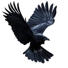 Isolated Dramatic Black Raven Soaring with Open Wings