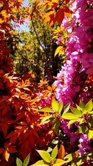 Vibrant Garden Colors