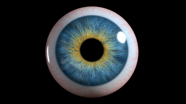 Human eye in 3D, showing iris, pupil, and detailed structures of the retina and optic nerve   &ndash; Generative AI	