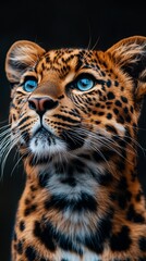 Obraz premium Majestic leopard gazing upward, dark background, wildlife portrait, nature photography