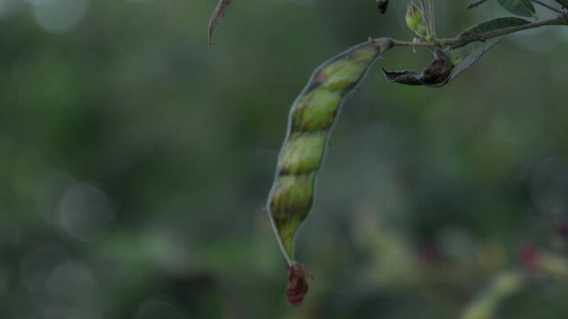 Cluster of pigeon peas fruit (Legume) with sunlight in the garden with a blurry background