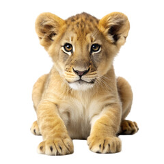 Obraz premium Lion cub isolated on transparent background
