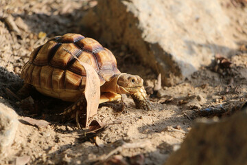 African Sulcata Tortoise Natural Habitat,Close up African spurred tortoise resting,cute animal