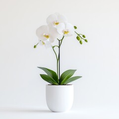 White Orchids in Pot - Studio Shot