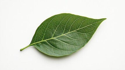 Obraz premium Single Green Leaf: A close-up shot of a vibrant green leaf, showcasing its intricate veins and textures. The image emphasizes the natural beauty and detail of the leaf.