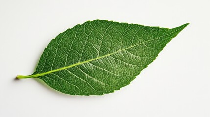 Obraz premium Leaf's Natural Beauty: A detailed close-up of a single, vibrant green leaf, showcasing its intricate veins and natural texture, symbolizes growth and purity
