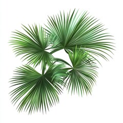 Fototapeta premium Tropical Palm Leaves Isolated