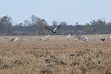 white storks in the nest