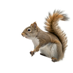 Obraz premium Squirrel isolated on transparent background