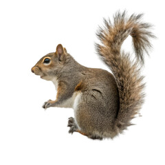 Obraz premium Squirrel isolated on transparent background