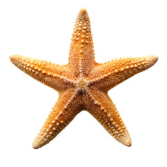 Star fish isolated on transparent background
