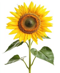 Obraz premium Beautiful Sunflower with Leaves, Isolated on White Background, High-Resolution Photography, Natural Beauty
