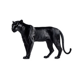 Fototapeta premium Black panther side view isolated die cut 