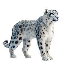 Snow leopard standing side view isolated die cut 
